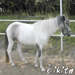 cikita.jpg