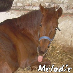 melody.jpg